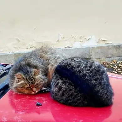 Василиса и Пушик 4